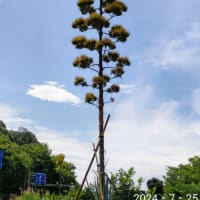 炎暑に咲いたアオノリュウゼツラン