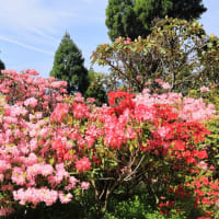 見頃を迎えた「北山シャクナゲ・ツツジ園」：佐賀市富士町