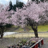 今年の桜　2024