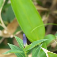 八方尾根の花　ミヤマアズマギク