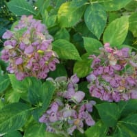 🌸木陰のお花達😊🌸