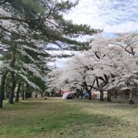 桜は咲いたけど
