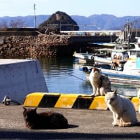 瀬戸内G島の猫たち　2025年2月　その17