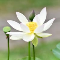 今年の夏至の様相