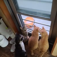 集合中