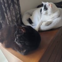 猫生活　姉妹