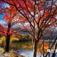 紅葉、黄葉　あ～～高揚