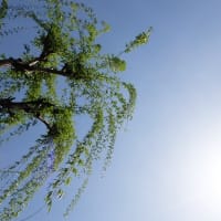 伏見を散策してきた (6)