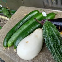 【我菜園便り】太陽＆水＆追肥で菜園は豊作