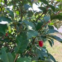 ミェフの話４　それと、エルデンリングナイトレイン開始したのと草刈りと