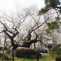 にしさんの花日記　奇跡の石割桜