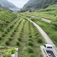 浅川ダム上流フジバカマ苑の草刈り、ながの花と緑の大賞2025受賞、お月様