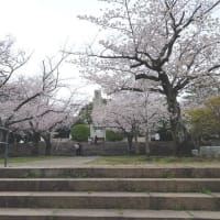 桜咲く！