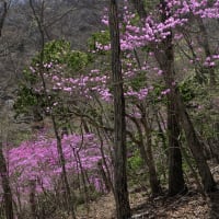春爛漫　三方分山～パノラマ台 #2