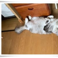 元気に暮らす面々です
