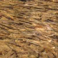 今年もウヨロ川にサケの稚魚が