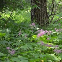 森林公園を歩く