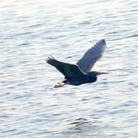 06/28探鳥記録写真：２０２５年4月に出会った鳥たち②