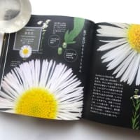 🎵卯の花の匂う垣根に・・・夏は来ぬ