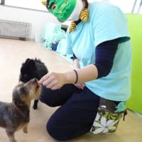 未病ケアの《Ｄｏｇｓｃａｎ》開催しました！【ALOHA塾】　　犬のしつけ教室＠アロハドギー