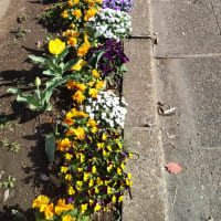 芽生え