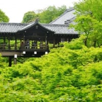 京都　青モミジ100シリーズの東福寺塔頭寺院の光明院（こうみょういん)