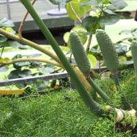 💖2025年5月牧野植物園③💖