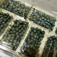 ブルーベリーが届いた