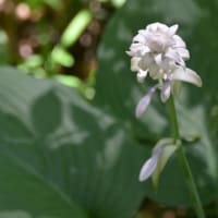森林公園を歩く