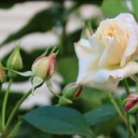 4/4/25　【今朝のバラ】　今季一番最初のセリーヌフォレステールが咲きました