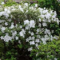 庭のツツジ（５） 白花２種