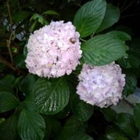 散歩で里山へ行けば・・・山あり谷あり