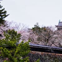 山陰の桜　松江城の桜　4月2日撮影分　53枚