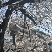 開花宣言の後の桜の咲き方が早い