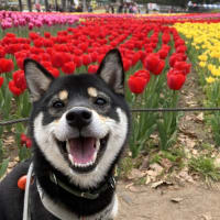 桜の次はチューリップ