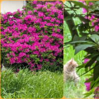 ノラちゃんの花見