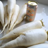 ダイコンのビール漬けを作りました。