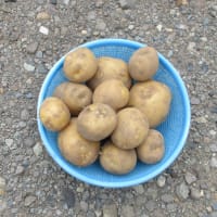 ポテトサラダ（１）