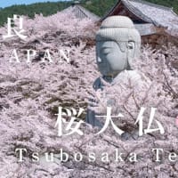 【4K絶景】奈良の桜大仏🌸桜まみれ🌸 奈良の『壺阪寺』女子バス一人旅🌸 行き方アクセス方法など