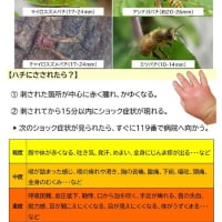 奈良県フォレスターアカデミ2024年度 森林内の危険な生物