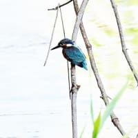 梅雨の合間のカケスさん、しばしの羽繕い