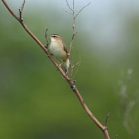 コヨシキリ
