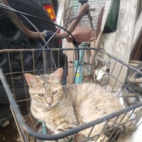 片付け＆クー