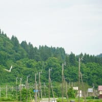 サギとカモの朝仕事