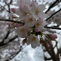(4/8) 桜の思い出@保育園送迎の合い間de花見