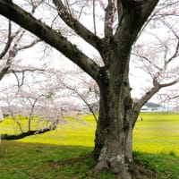 "ピンク＆イエロー”　藤原京の春コラボ　～菜の花と桜　②
