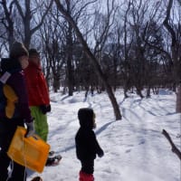 今年度、野外活動の集大成、『冬の森さんぽ』参加者募集です!!