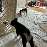 ２と２
