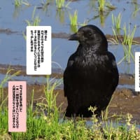 幼鳥だったカラスが。。。