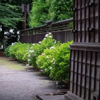 町並みの紫陽花景。